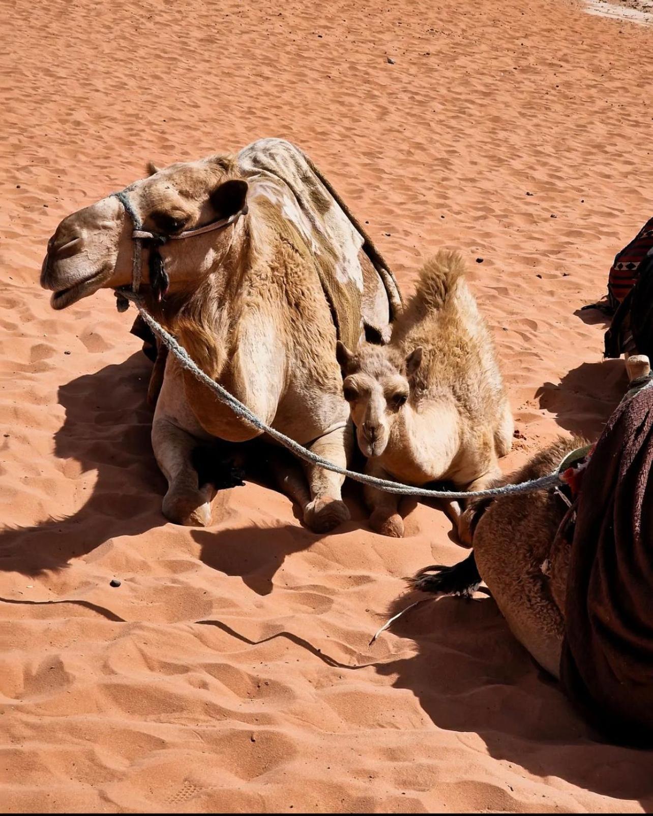 Rum Magic Luxury Camp Wadi Rum Luaran gambar